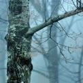 Mystical Foggy Forest with Textured Tree Bark and Bare Branches