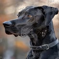 Majestic Great Dane Portrait with Soft Bokeh Background