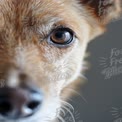 Close-Up of a Dog's Eye: Captivating Pet Portrait for Animal Lovers