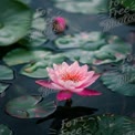 Serene Pink Water Lily Bloom on Tranquil Pond Surface