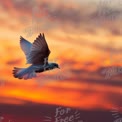 Graceful Bird in Flight Against a Vibrant Sunset Sky