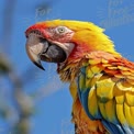 Vibrant Macaw Parrot Against Clear Blue Sky - Exotic Wildlife Photography