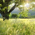 Serene Sunrise Over Lush Green Fields and Trees