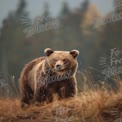 Majestic Brown Bear in Natural Habitat: Wildlife Photography