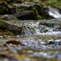 Tranquil Stream Flowing Over Mossy Rocks in Lush Forest