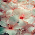 Delicate Hibiscus Blooms: Soft Pastel Floral Background for Nature and Wellness Themes