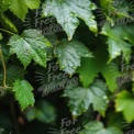 Fresh Green Leaves with Raindrops - Nature Background for Eco-Friendly Themes