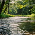 Tranquil Forest Stream: Serene Nature Landscape with Sunlit Water