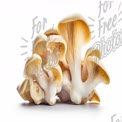 Fresh Gourmet Oyster Mushrooms on White Background