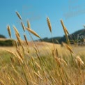 Golden Wheat Field Under Clear Blue Sky - Agricultural Landscape