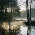 Serene Misty Forest Reflection at Dawn: Tranquil Nature Landscape