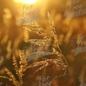 Golden Sunset Over Grassy Field: Nature's Tranquility and Warmth