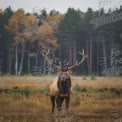 Majestic Elk in Autumn Forest Landscape