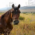 Majestic Brown Horse in Serene Meadow Landscape