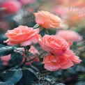 Beautiful Pink Roses with Dew Drops in Soft Morning Light