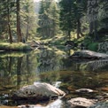 Tranquil Forest Reflection: Serene Stream in Lush Green Wilderness