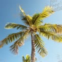 Tropical Paradise: Lush Palm Tree Against Clear Blue Sky