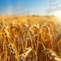 Golden Wheat Field at Sunset - Agricultural Landscape and Harvest Season