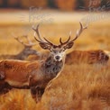 Majestic Stag in Autumn Meadow: Nature's Wildlife Beauty