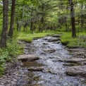 Tranquil Forest Stream: Serene Nature Scene with Lush Greenery and Flowing Water