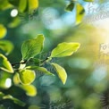 Fresh Green Leaves with Sunlight Bokeh - Nature Background