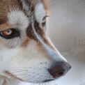 Close-Up of a Beautiful Dog with Striking Eyes in Natural Light