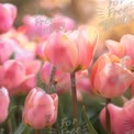 Vibrant Pink Tulips in Bloom: Spring Floral Beauty and Nature's Serenity