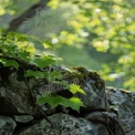 Arroyo Tranquilo del Bosque: Reflexión Serena de la Naturaleza en la Frondosidad Verde