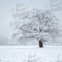 Majestätischer, frostbedeckter Baum in einer Winterwunderland-Landschaft