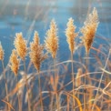 Golden Reeds by Tranquil Water: Nature's Serenity and Beauty