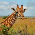 Majestätische Giraffe in natürlichem Lebensraum: Tierfotografie Afrikas