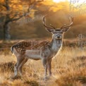 Majestic Fallow Deer in Golden Autumn Light