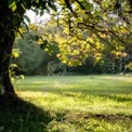 Serene Nature Scene: Sunlit Tree and Lush Green Grass in Tranquil Landscape