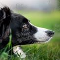 Close-Up of a Thoughtful Border Collie in Green Grass