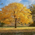 Vibrant Autumn Tree with Golden Leaves in Scenic Landscape