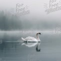 Serene White Swan Gliding on Misty Lake at Dawn