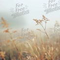 Serene Misty Meadow with Delicate Wild Grasses at Dawn