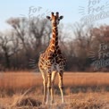 Majestic Giraffe Standing Tall in Natural Habitat at Sunset