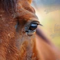 Close-Up of a Horse's Eye: Captivating Equine Beauty and Emotion