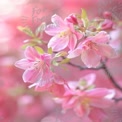 Delicate Pink Blossoms: Spring Floral Beauty and Nature's Serenity