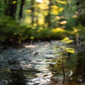 Serene Forest Stream with Sunlit Sapling: Nature's Renewal and Tranquility