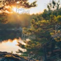 Serene Sunset Over Tranquil Lake with Pine Branches