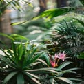 Vibrant Tropical Plants and Flowers in Lush Greenery