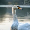 Elegant Swan Portrait on Serene Water Background