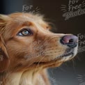 Close-Up of a Golden Retriever with Expressive Eyes - Pet Portrait Photography