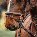 Close-Up of a Beautiful Brown Horse with Leather Bridle in Equestrian Setting