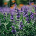 Vibrant Lavender Fields in Bloom: Nature's Serenity and Beauty