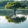 Serene Reflection of a Lone Tree in Tranquil Waters