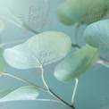 Delicate Green Leaves on Soft Blue Background - Nature Inspiration and Serenity