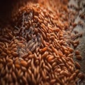 Close-up de Grãos de Arroz Integral Orgânico em Fundo Rústico